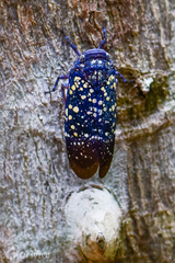 Jamaicastes cubana