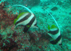 Heniochus acuminatus