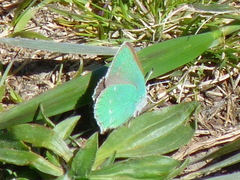 Callophrys viridis