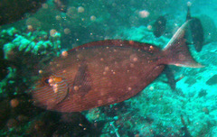 Acanthurus mata
