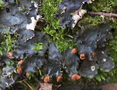 Peltigera horizontalis