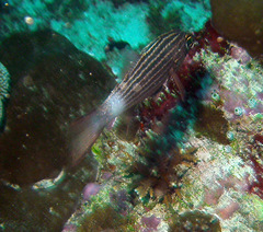 Cheilodipterus macrodon