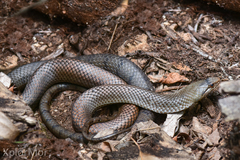 Cubophis cantherigerus