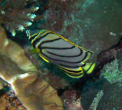 Chaetodon meyeri