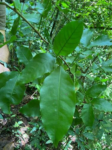 Melicoccus bijugatus - Whole tree