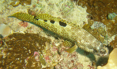 Epinephelus spilotoceps