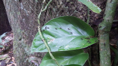 Dolichoderus bispinosus