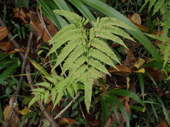 Athyrium niponicum