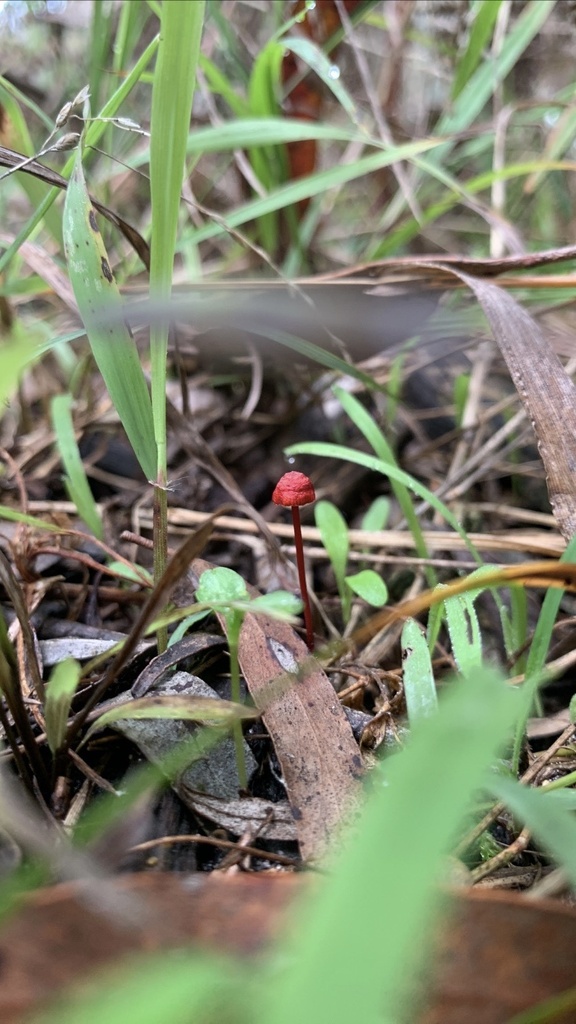 ruby from Little Boggy Creek, Langwarrin, VIC, AU on April 14