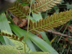 Athyrium niponicum