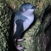 Cook Strait Little Penguin - Photo (c) blossomgirl4, some rights reserved (CC BY-NC)