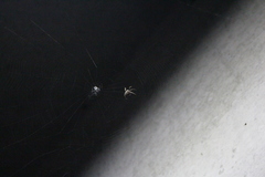 Neoscona nautica
