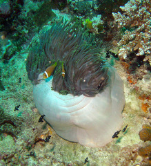 Amphiprion nigripes