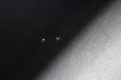 Neoscona nautica