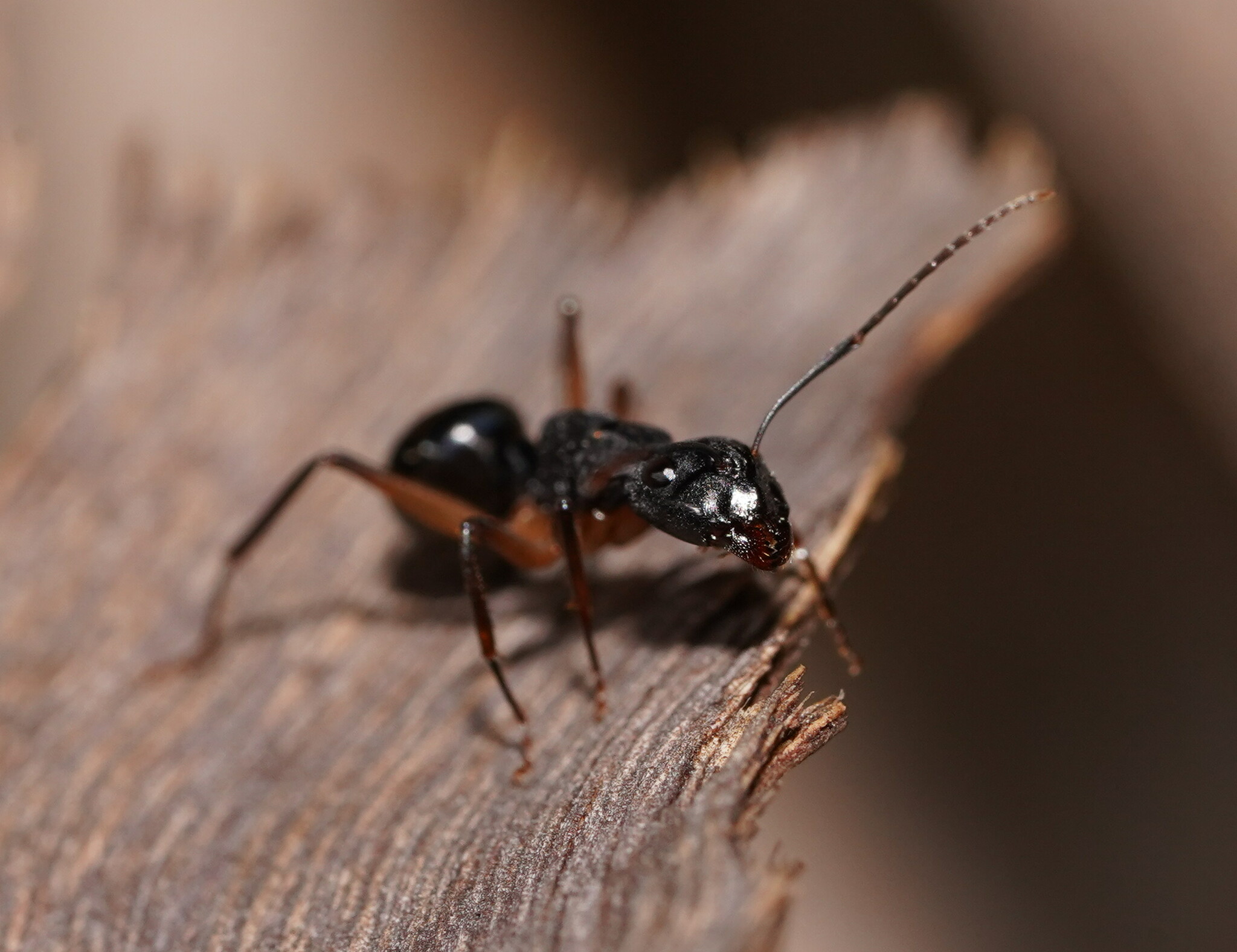 Camponotus oetkeri