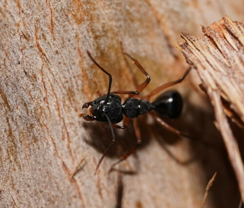Camponotus oetkeriCamponotus oetkeri