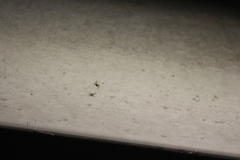 Neoscona nautica