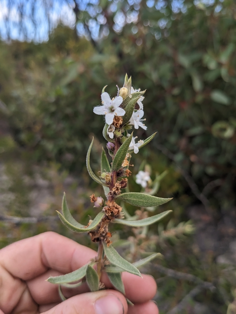 Myoporum velutinum