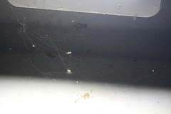 Neoscona nautica