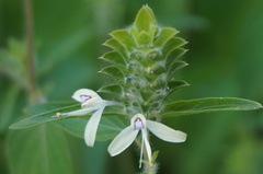 Tetramerium