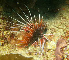 Pterois radiata