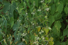 Tetramerium