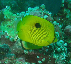 Chaetodon zanzibarensis