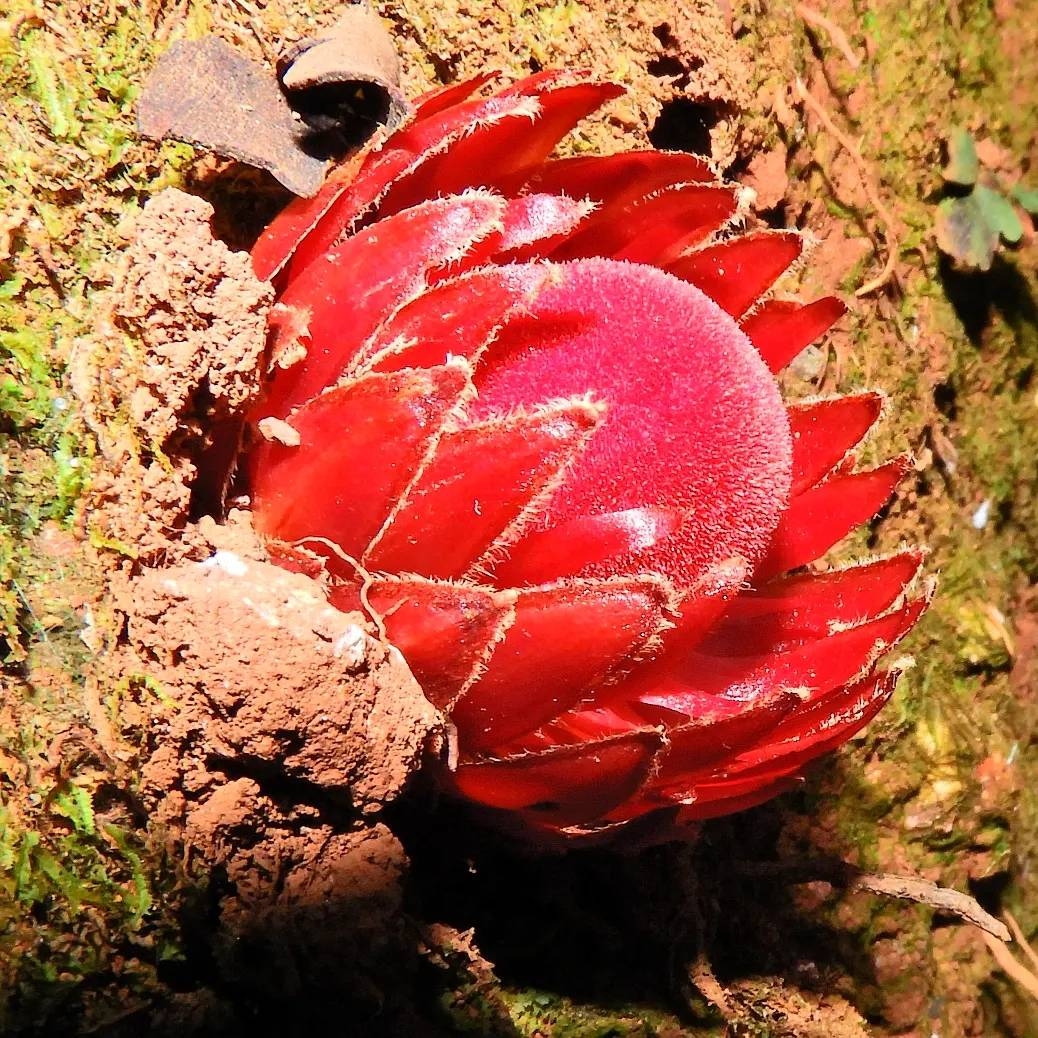 Langsdorffia hypogaea