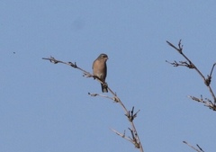 Fringilla coelebs africana