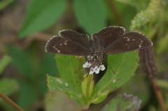 Pholisora