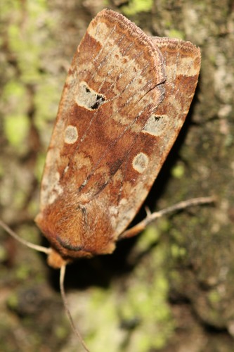 Red-headed Chestnut, photo 4 of 10
