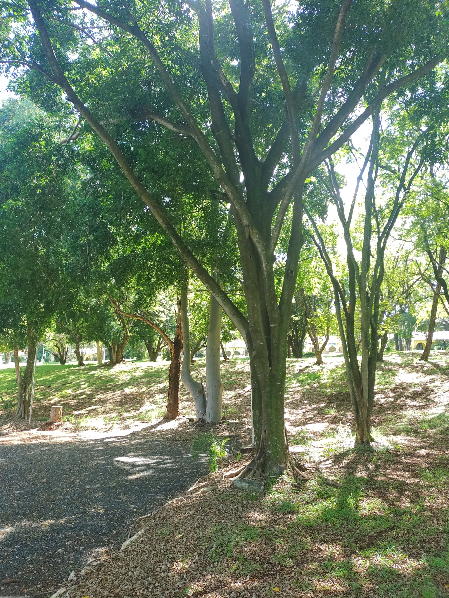 Ficus benjamina
