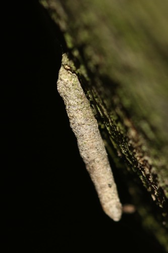 Large Birch-Bright, photo 3 of 10