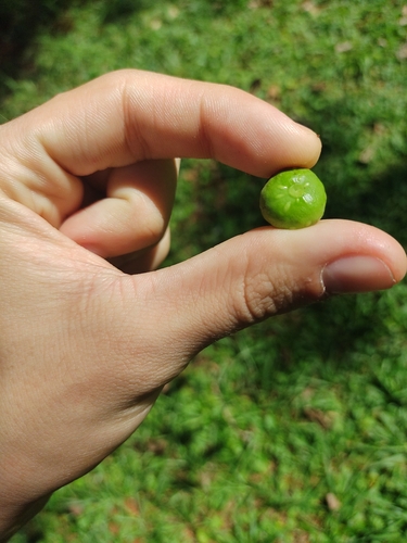Image of Ficus citrifolia by (c) Luan Mazzeo, some rights reserved (CC BY)