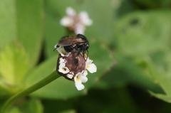 Scaptotrigona mexicana