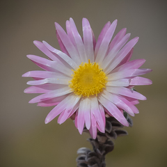 Helichrysum retortoides