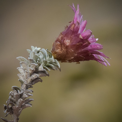 Helichrysum retortoides