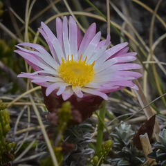 Helichrysum retortoides