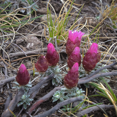 Helichrysum retortoides