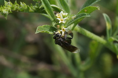 Frieseomelitta nigra