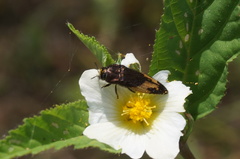 Acmaeoderini