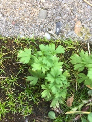 Alchemilla australis