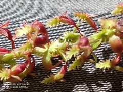 Rumex bucephalophorus subsp. gallicus image