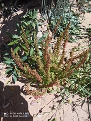 Rumex bucephalophorus subsp. gallicus image