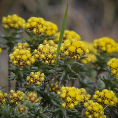 Helichrysum witbergense