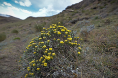 Helichrysum witbergense