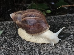 Lissachatina fulica