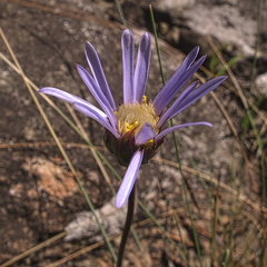Afroaster perfoliatus