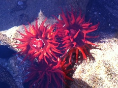 Anemonia alicemartinae