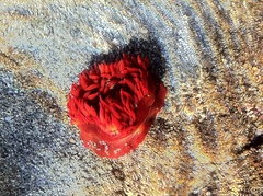 Anemonia alicemartinae